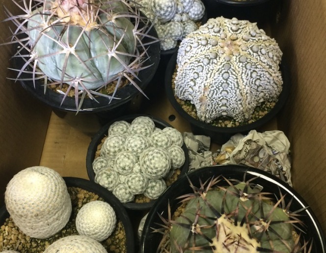 多肉植物 入荷