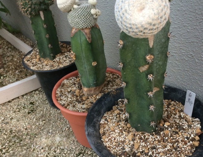サボテン 接ぎ木 植え替え