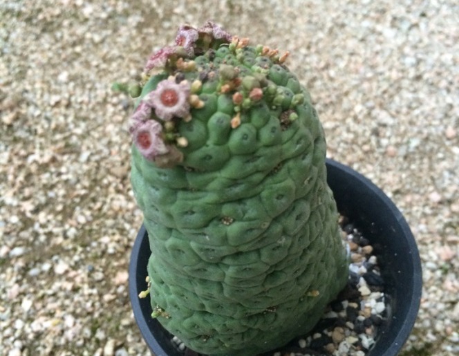 仏頭玉 ガガイモ 開花