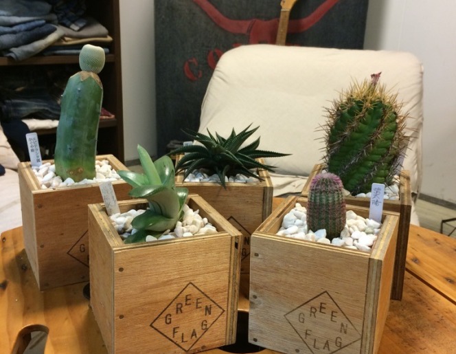 サボテン 多肉植物 入荷