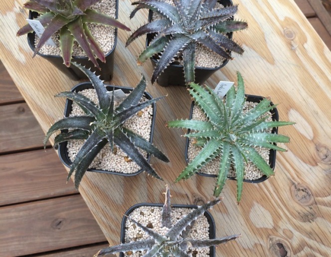 サボテン 多肉植物 入荷